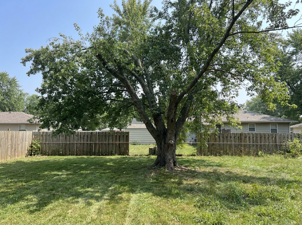 Same tree skillfully pruned back to a healthy, balanced canopy